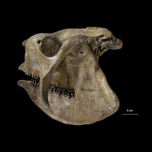 Cráneo de un gliptodonte de Buenos Aires, Argentina/Philippe Loubry, MNHN, CR2P