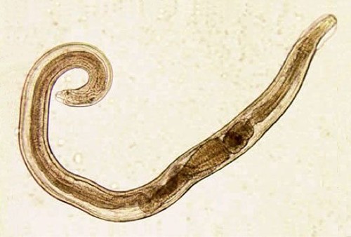 'Enterobius vermicularis', uno de los parásitos gastrointestinales.