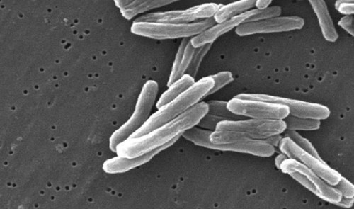 Bacteria Mycobacterium tuberculosis.