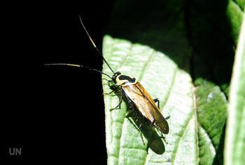 Cucarachas (Dictyoptera). 