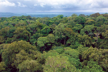 Selvas tropicales de América del Sur (FOTO: STRI).
