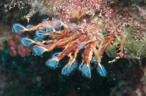 Ascidias, organismos filtradores que viven en el fondo de los océanos. Foto: Xavier Turon, investigador del CEAB-CSIC.