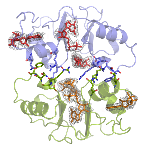 Estructura tridimensional a alta resolución (0.225 nanómetros) de la IMP deshidrogenasa del hongo industrial Ashbya gossypii (verde o azul) con moléculas del inhibidor GDP (rojo y naranja) unidas.