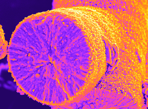 Biomorfo al microscopio. Imagen: CSIC.