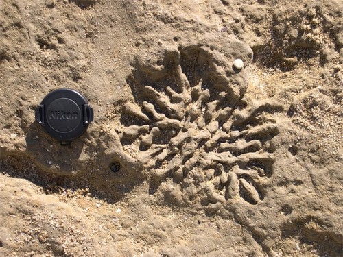 Charles Darwin y el naturalista francés Alcide d’Orbigny estudiaron fósiles para reconstruir la historia de la vida en la Tierra. Traza fósil en la Formación Puerto Madryn (Mioceno).  Créditos: Ana Parras.