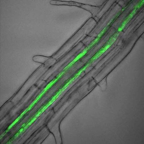 Imagen al microscopio de las raíces de la planta modelo Arabidopsis thaliana. Imagen: CSIC.