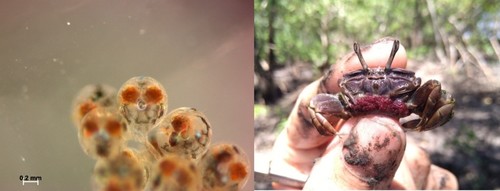 Huevos de 'L. thayeri' en desarrollo, a la izquierda, y una hembra ovígera, a la derecha/Juan Pardo