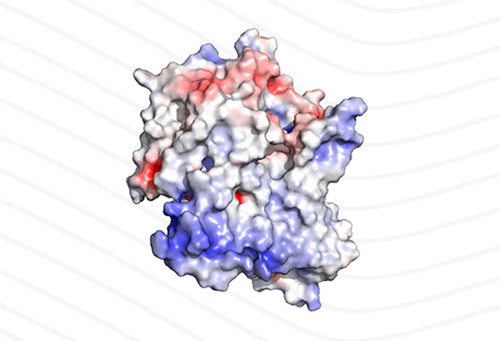 El equipo de investigación describió la estructura tridimensional de la proteína NIS que es clave para la síntesis de las hormonas tiroideas. Créditos: Gentileza del investigador.