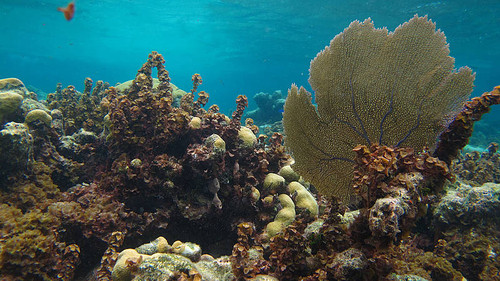 A través de las cianotoxinas y el efecto físico de las bacterias, el coral sufre anoxia. FOTO: BRIGITTE GAVIO