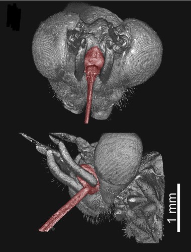 Cabeza de mosca zhangsólvida en tomografía computarizada. Imagen: IGME.