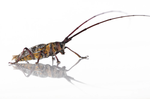 Monochamus galloprovincialis, el escarabajo vector del nematodo del pino. Autor Gonzalo Álvarez