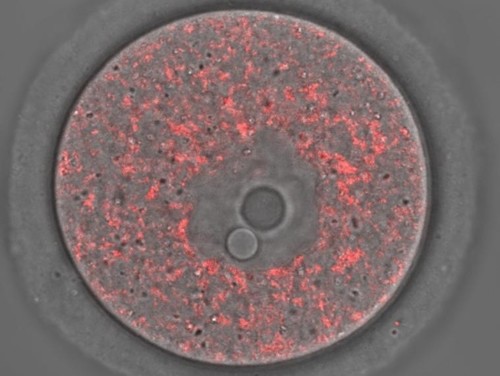 Óvulo inmaduro de ratón en un estadio que precede a la ovulación. La marcación en rojo muestra a las mitocondrias/Archivo de los investigadores)