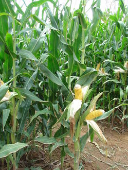 Imagen de una variedad de maíz.