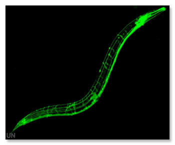 El nematodo ‘Caenorhabditis elegans’.