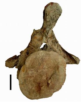 Vértebra caudal de un dinosaurio saurópodo (FOTO: Museo de Salas).