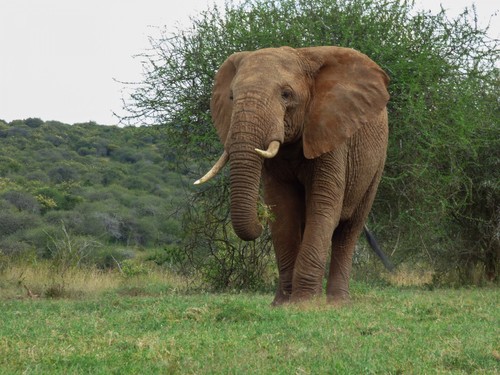 Los elefantes pueden consumir hasta 600 libras de vegetación en un día, lo que podría afectar el crecimiento y la supervivencia de las especies de plantas en la sabana africana./Duncan Kimuyu. 