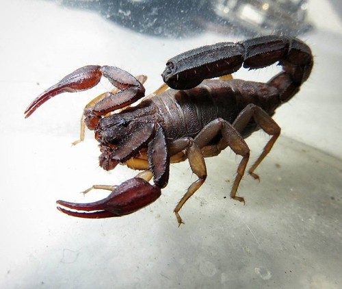 El escorpión 'Vaejovis mexicanus'/foto: Wikimedia Commons)