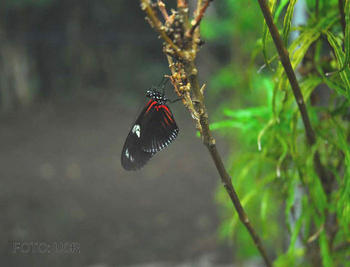 Especie de mariposa presente en Costa Rica.
