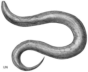 ‘Caenorhabditis elegans’ ha revolucionado el estudio biológico.