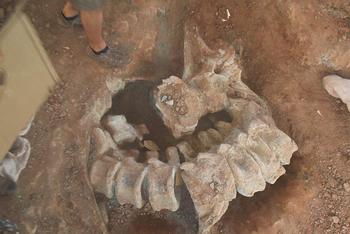 Detalle de la excavación del yacimiento del Oterillo II, pueden verse vértebras caudales en conexión junto a una vértebra dorsal de un gran dinosaurio saurópodon (FOTO: Museo de Salas).