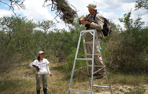 El equipo de investigadores haciendo trabajo de campo (FOTO: Conicet).