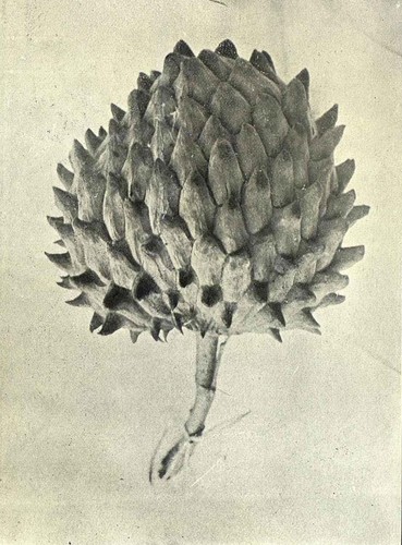 Fotografía de una chirimoya en la revista ‘Brotéria Série Botânica’ (1914,) de la colección de la Biblioteca del Real Jardín Botánico. RJB-CSIC / IHSM-CSIC