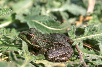 La población de rana ibércia ha descendido notablemente en el medio natural (FOTO: MEC)