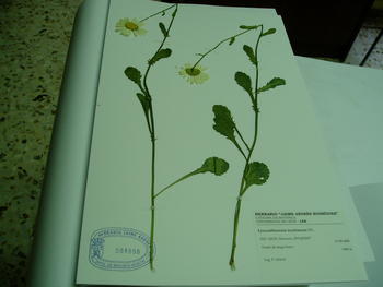 Las plantas del herbario se guardan acompañadas de una completa etiqueta de identificación