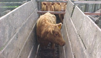 Imagen de un bovino (FOTO: Infouniversidades)