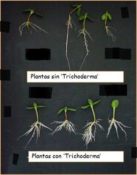 Diferencias entre plantas en contacto con 'Trichoderma' y normales. Foto: Enrique Monte.