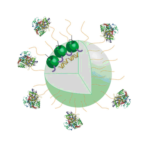 Nanopartícula con las proteínas localizadoras de las células tumorales. Imagen: Eva M. del Valle.