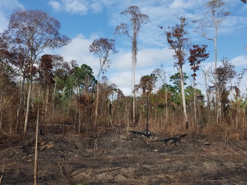 Bosque quemado en la Amazonia/Erika Berenguer