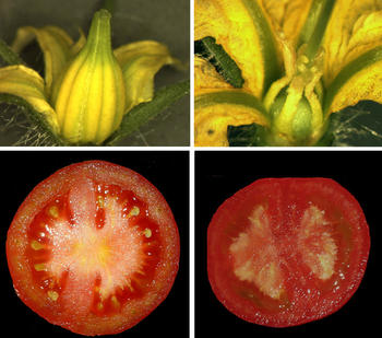 Comparación entre un tomate no partenocárpico (izquierda) y uno partenocárpico (derecha).Foto:CSIC.