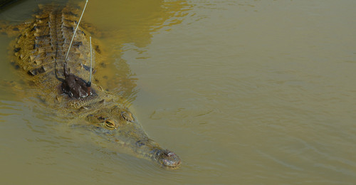 Cocodrilo de la especia Crocodylus intermedius. FOTO: UN