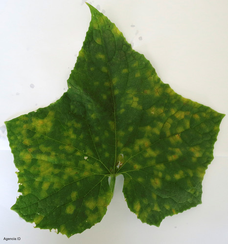 Síntomas de Mildiu Velloso en hoja de pepino. Foto: Dr. Lina Quesada, NCSU Vegetable Pathology Lab.