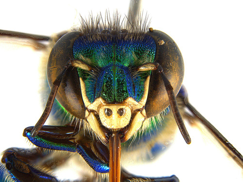Las abejas encontradas tienen colores metalizados como amarillo y azul. FOTO: UN.