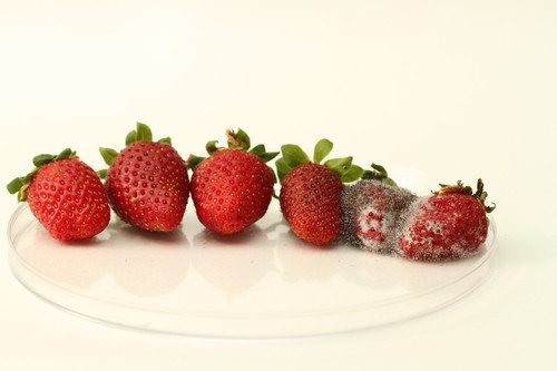 Fresas en diferentes momentos de maduración. Foto: F. Descubre.