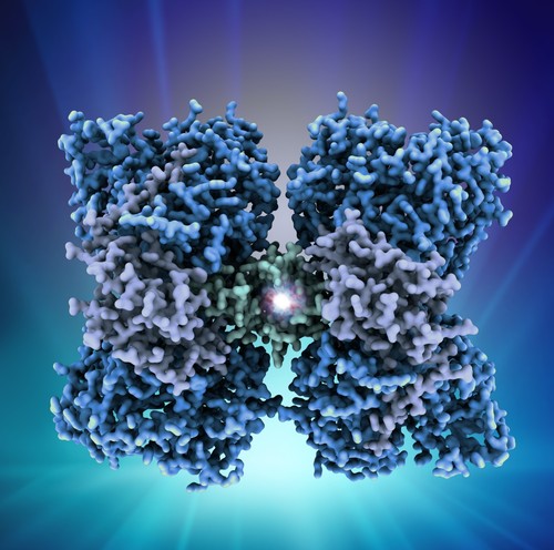 Estructura tridimensional de la enzima PAH humana./ CSIC.