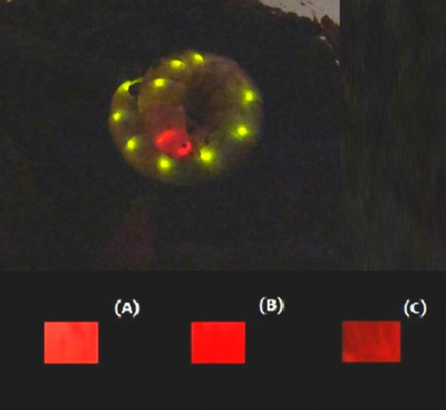 En la parte superior, la bioluminiscencia del gusano ferrocarril; debajo, la bioluminiscencia roja y la roja lejana de E. coli que expresa la luciferasa de P. hirtus/Scientific Reports