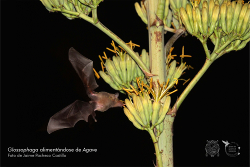 El murciélago 'Glossophaga soricina' alimentándose.