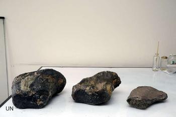 Restos del dinosaurio hallado en Boyacá.