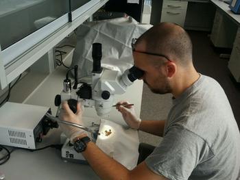 Un miembro del equipo del Grupo EGDM, en el laboratorio.