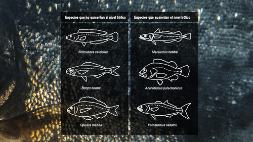 Relacionan cambios en la alimentación de los peces con la forma de su cuerpo.