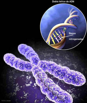 El ADN no está desnudo dentro del núcleo de las células. Está envuelto en la cromatina.