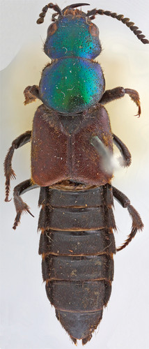 El escarabajo Darwinilus sedarisi, de una longitud de casi 22 milímetros, fue colectado por Charles Darwin en su viaje desde Bahía Blanca a Buenos Aires en 1832. Recién fue  catalogado este año.  Créditos: Museo de Historia Natural de Londres.
