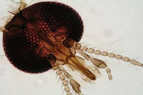 Detalle de la cabeza del mosquito Culicoides./CSIC.