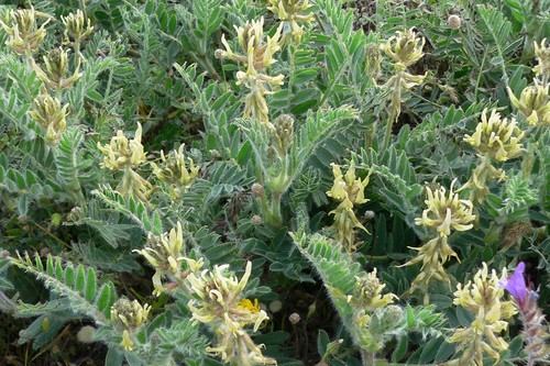 Astragalus nitidiflorus (Garbancillo de Tallante)