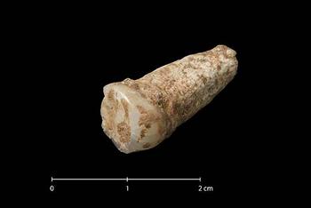 Imagen del premolar inferior que se encontró dos días antes del hallazgo de la mandíbula en la Sima del Elefante.