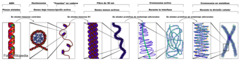 Estructura de la formación de un cromosoma.