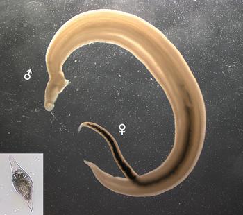 Pareja de Schistosoma bovis adultos. El macho se pliega formando un canal ventral donde se aloja la hembra. En la esquina inferior izquierda, huevo del parásito. Foto: E. de la Torre.